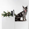 Kennel Spray by Bondi Wash