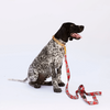 Tarzan Dog Collar by Kip&Co