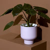 Medium Fergus Planter in Lilac